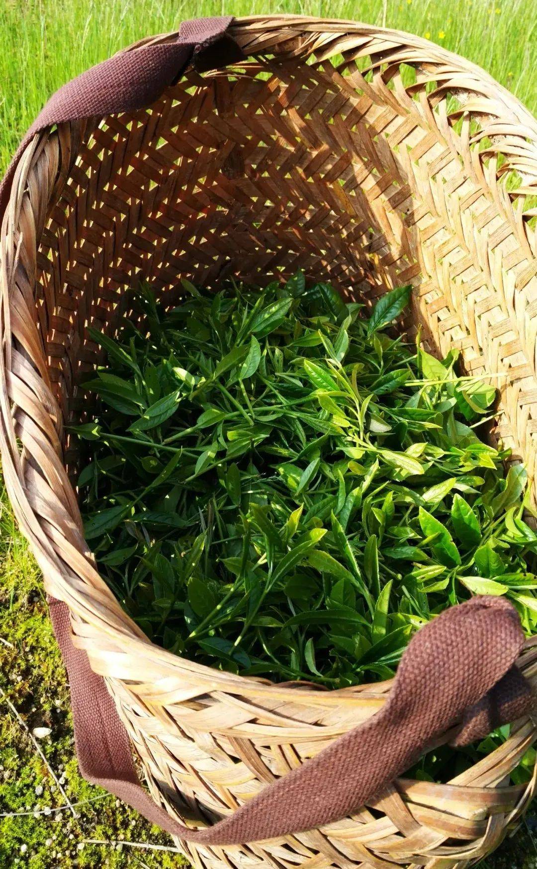 從毛茶到精制茶,巖茶的&ldquo;前世今生&rdquo;是什么?