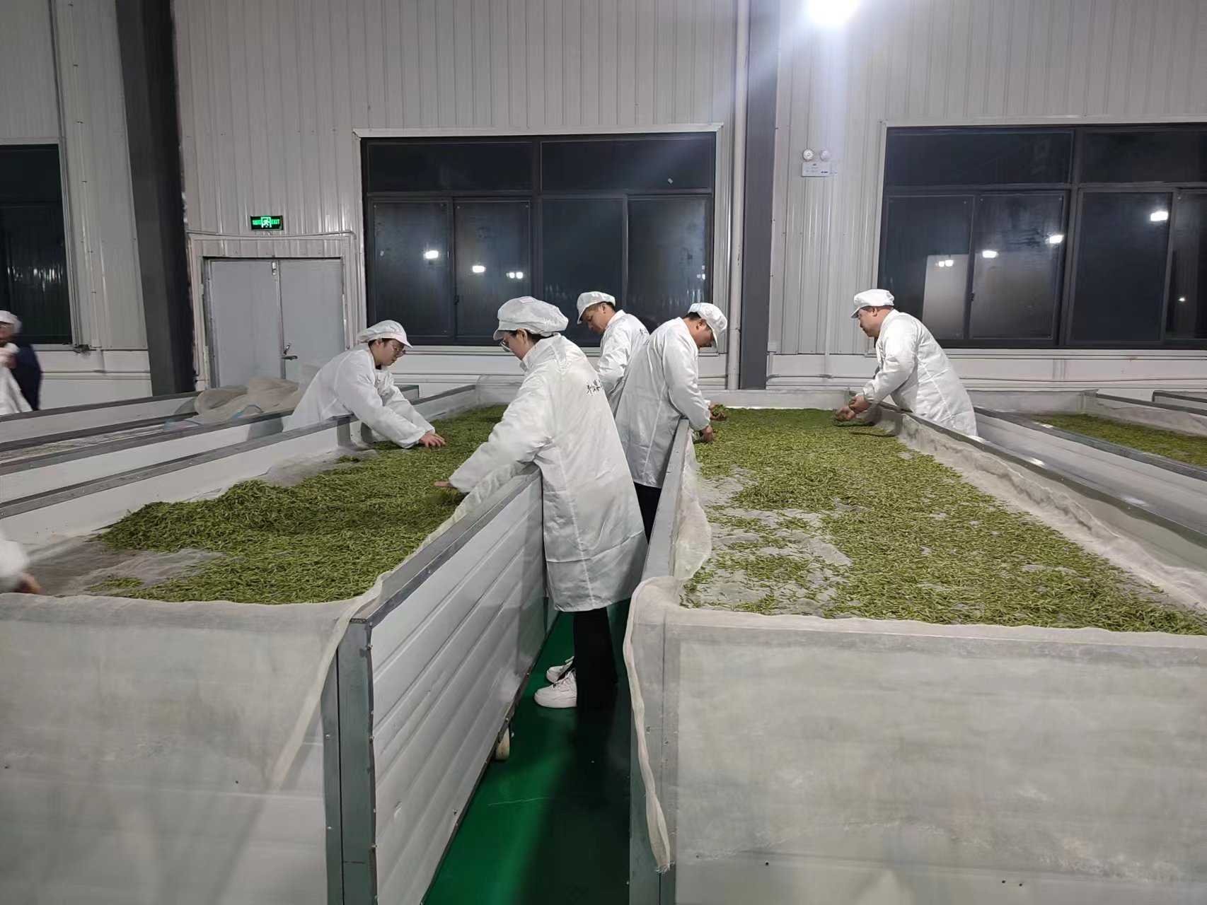 春茶吐新芽 茶業促振興——建中鎮第一批春茶采摘正當時
